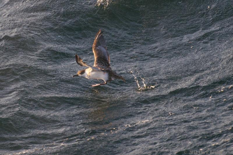 2012-04-23_21-32-02 (1).jpg - Greater Shearwater, Scotia Sea